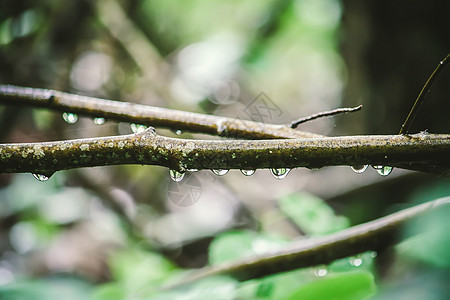 雨后在夏日森林里滴水的湿树枝图片