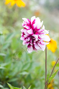 Dahlia花朵 夏天公园有双色花瓣花束空气园艺植物场地公园植物群香味植物学草地背景图片