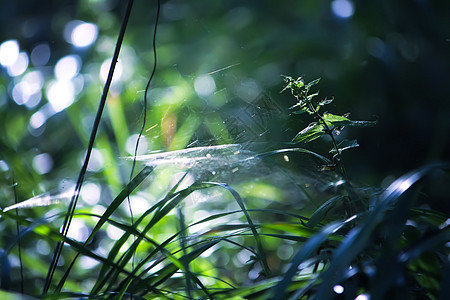 夏日森林中阳光下的树枝 光影 夏季自然细节图片