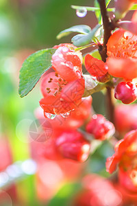 花朵美极了 鲜花中的日本青春植物叶子背景花瓣宏观橙花花园晴天粳稻植物群衬套图片