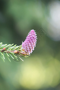 冷杉树枝在四月有一个年轻的软球果 季节性自然细节云杉生物学季节公园阳光植物针叶蓝色松树枝条图片