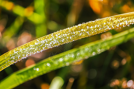 秋天公园里的第一场霜 十一月的清晨 雾凇湿枝叶子天气森林磨砂季节植物树叶冻结宏观水晶图片