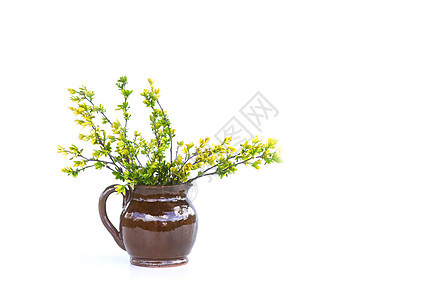 白底陶瓷花瓶中首叶绿叶的春树枝图片