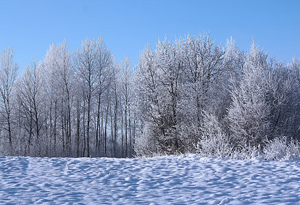 拉脱维亚 东欧的冬季风景季节性白色村庄雪堆大雪季节乡村旅行水平树木图片