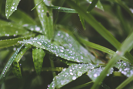 夏日草原上的青草 在雨后滴水中图片