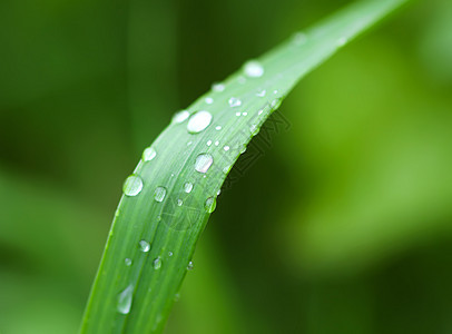 夏季草原上新鲜绿草 雨后滴水树叶草本植物天气花园水滴生长气候反射阳光草地图片