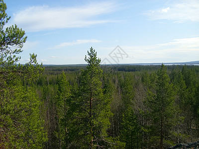 芬兰的绿树林 顶级风景针叶林森林天空针叶树林地纤维素蓝色冒险天线云杉图片