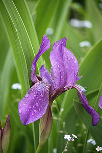 花园里美丽的紫色花朵 在花园里植物鸢尾花兄弟雨滴旗帜花瓣生长花店力量季节图片