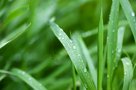 夏季草原上新鲜绿草 雨后滴水草药叶子反射液体生长植物草地草本植物水滴植物群图片