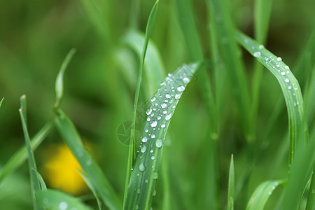 夏季草原上新鲜绿草 雨后滴水叶子气候草地宏观植物反射刀刃草药雨滴植物群图片
