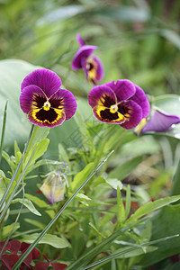 紫色花朵宏观三色花瓣美丽植物蓝色花园植物群毒性草本植物图片