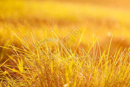 日落金色阳光下露水的新鲜绿草 夏季自然本性背景环境叶子场地场景季节草本植物金子生长农业宏观图片
