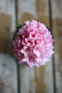 粉色盛开的春花花 在一锅特写生长风格装饰季节花园木头花瓣植物紫色蓝色图片