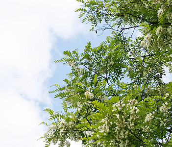 白花花宏观天空植物群蜂蜜生态蓝色植物草本植物叶子花园图片