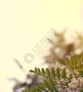 白花花晴天叶子香料季节蓝色药品森林草本植物生态植物群图片