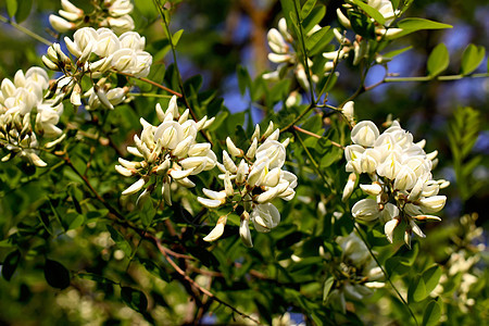 白花花药品叶子蓝色树叶墙纸宏观场地植物群季节香料图片