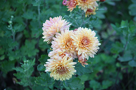 花园里的花朵黄色季节菊花花瓣生长橙子金色绿色花蜜叶子图片