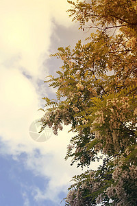 白花花阳光宏观树叶季节草本植物植物花朵蓝色公园天空图片