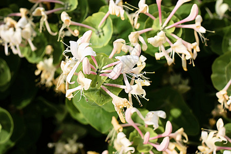 白花花叶子公园阳光生态墙纸森林药品蓝色树叶花园图片