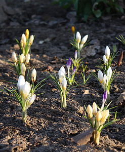 户外花朵花瓣紫色植物群草地地面发芽生活花粉雌蕊季节图片