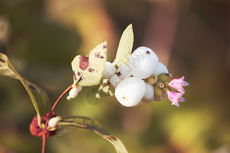 野花植物阳光宏观花朵照片季节花粉日落花瓣花田图片