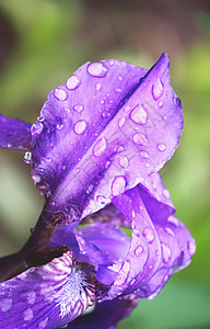 公园里明亮的天空植物蓝色淡紫色植物群花园叶子鸢尾花胡子花瓣虹膜图片