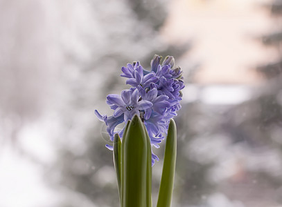 怀奥莱特赫亚青花在锅里开花季节花瓣植物叶子园艺蓝色花束植物学植物群紫色图片