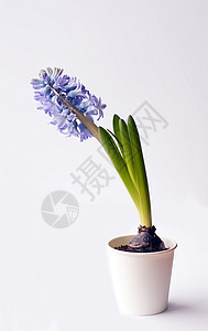 怀奥莱特赫亚青花在锅里开花叶子植物生长紫色植物群季节蓝色植物学花朵花瓣图片