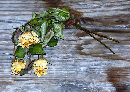 美丽的玫瑰花朵植物绿色花瓣黄色叶子死亡红色植物学剪贴簿脆弱性图片