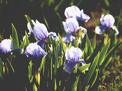 公园里明亮的天空紫色鸢尾花叶子花瓣植物群蓝色花园虹膜植物场地图片