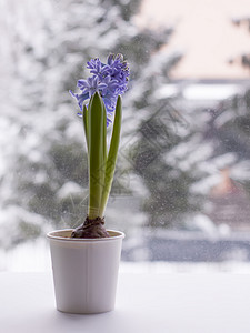 怀奥莱特赫亚青花在锅里开花蓝色园艺花园植物紫色花瓣季节灯泡花束花朵图片