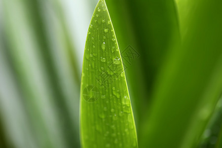 在水滴中植树绿叶环境气候树叶植物群植物叶子气泡阳光生长液体图片