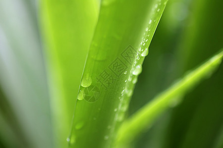 在水滴中植树绿叶宏观液体阳光雨滴生长树叶草地刀刃植物群天气图片
