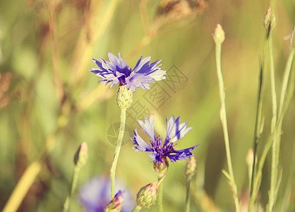 美丽的野花花椰花乡村草地白色草本植物植物群场地植物国家蓝色雏菊图片