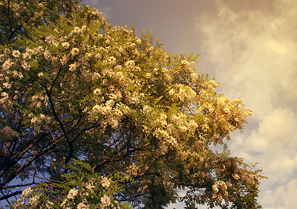 白花花草本植物天空叶子季节树叶阳光生态香料花园森林图片