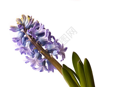 怀奥莱特赫亚青花在锅里开花灯泡植物学花园蓝色花束花瓣季节紫色园艺花朵图片