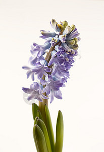 怀奥莱特赫亚青花在锅里开花灯泡季节叶子紫色蓝色植物群花园花朵花瓣园艺图片