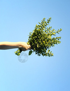 满手薄荷柠檬叶子疗法草本植物芳香美食食物温泉香料植物图片