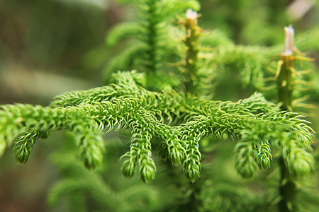 南洋杉叶在自然界中用作园林植物树干木头三角形松树墙纸种植林地生长异国情调图片