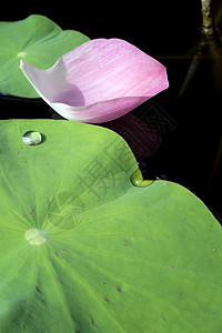 荷叶上的水露环境绿色粉色花园池塘植物叶子背景图片