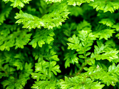 新鲜的塞拉吉尼拉涉及胎儿植物学绿色热带花园植物叶子卷柏环境生长森林图片