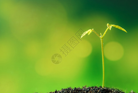 天然的年轻植物种苗树芽叶生态幼苗绿色土壤生活森林叶子生长图片