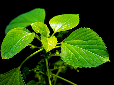 黑色背景的印度丙烯酸铜叶绿树叶维维德草本植物铜叶薄荷植物单宁刺果绿色叶子荨麻宠物图片