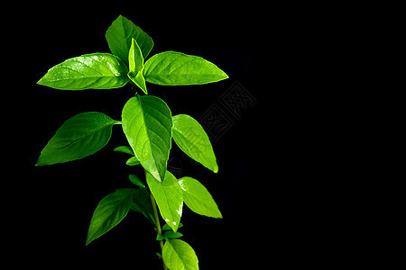 黑底 草药和食品原料中的新鲜新丁壳草本生长营养草本植物植物叶子蔬菜绿色花园食物图片