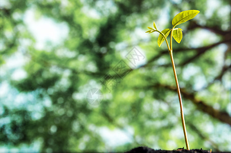 在森林中播种年青植物的树芽叶森林绿色生活叶子生态幼苗土壤生长图片