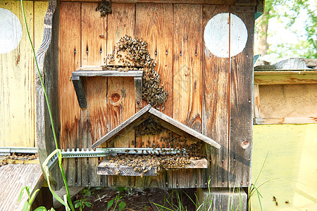 养蜂室外的蜂窝行动农村运动蜜蜂蜂王农场蜂蜜商业盒子农业图片