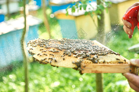 养蜂人在他的手持蜂窝皮架上工作农业六边形蜂巢液体工人甜点行动农场蜂王蜜蜂图片