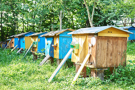 养蜂室外的蜂窝荒野盒子生产宏观花园农村运动农场食物花蜜图片