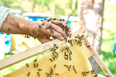 养蜂人在他的手持蜂窝皮架上工作花粉细胞农业液体收成食物蜂蜡甜点六边形蜂房图片