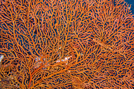 印度尼西亚北苏拉威西 Lembeh行为热带环境珊瑚礁潜水多样性动物群动物栖息地海洋图片